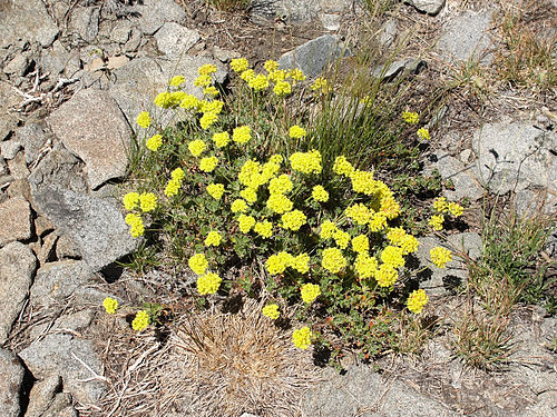 Eriogonum incanum